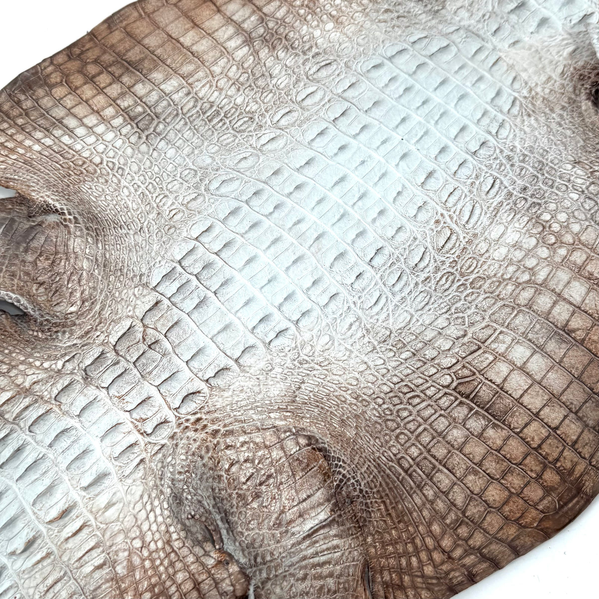 Hornback Crocodile Dyed in New York City | Only 1 available!