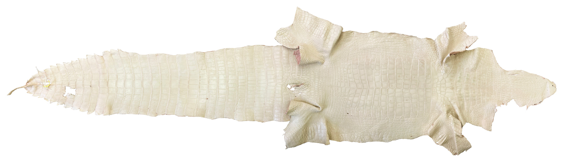 Wild American Alligator Ivory | 52 cm