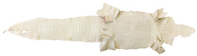 Wild American Alligator Ivory | 52 cm