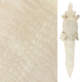 Wild American Alligator Ivory | 52 cm