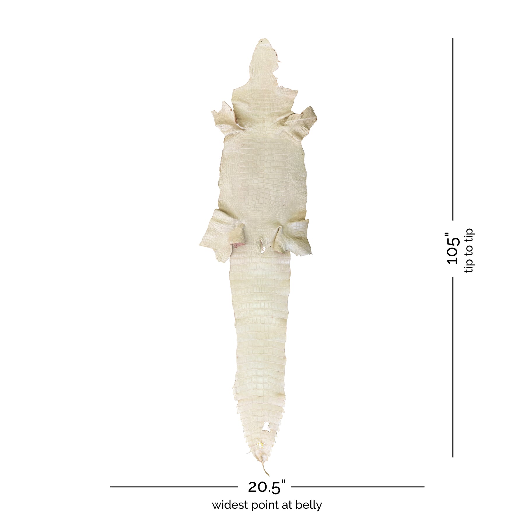 Wild American Alligator Ivory | 52 cm