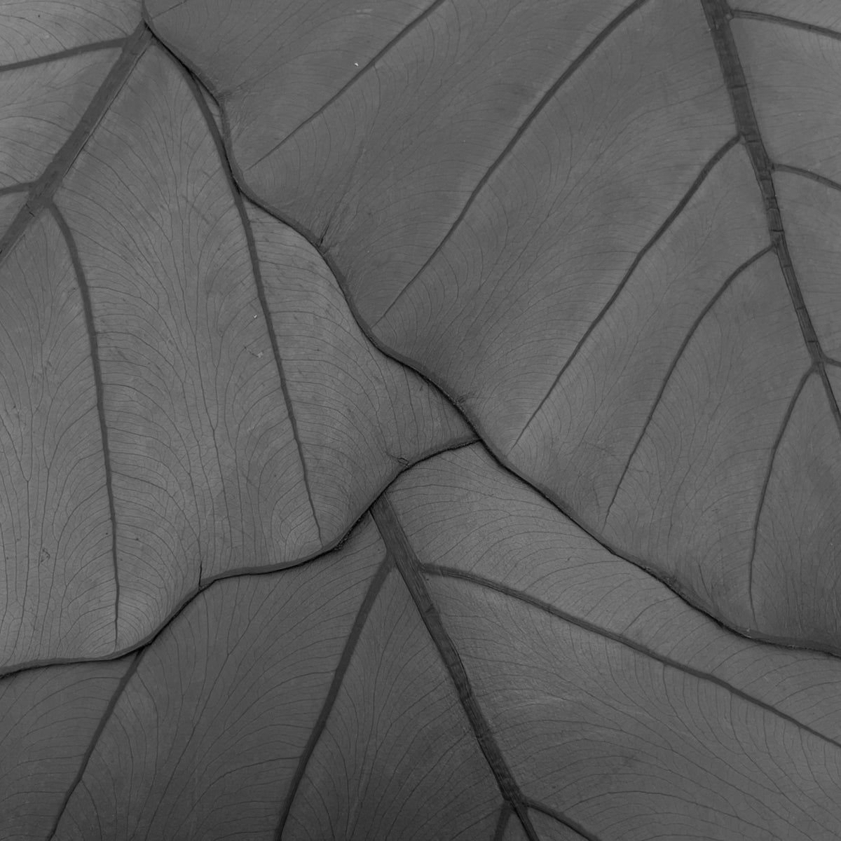 Leaf Leather | Jet Black