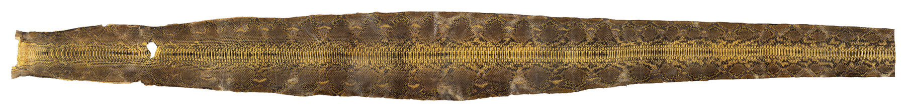 Python Jungle Skin | 114"