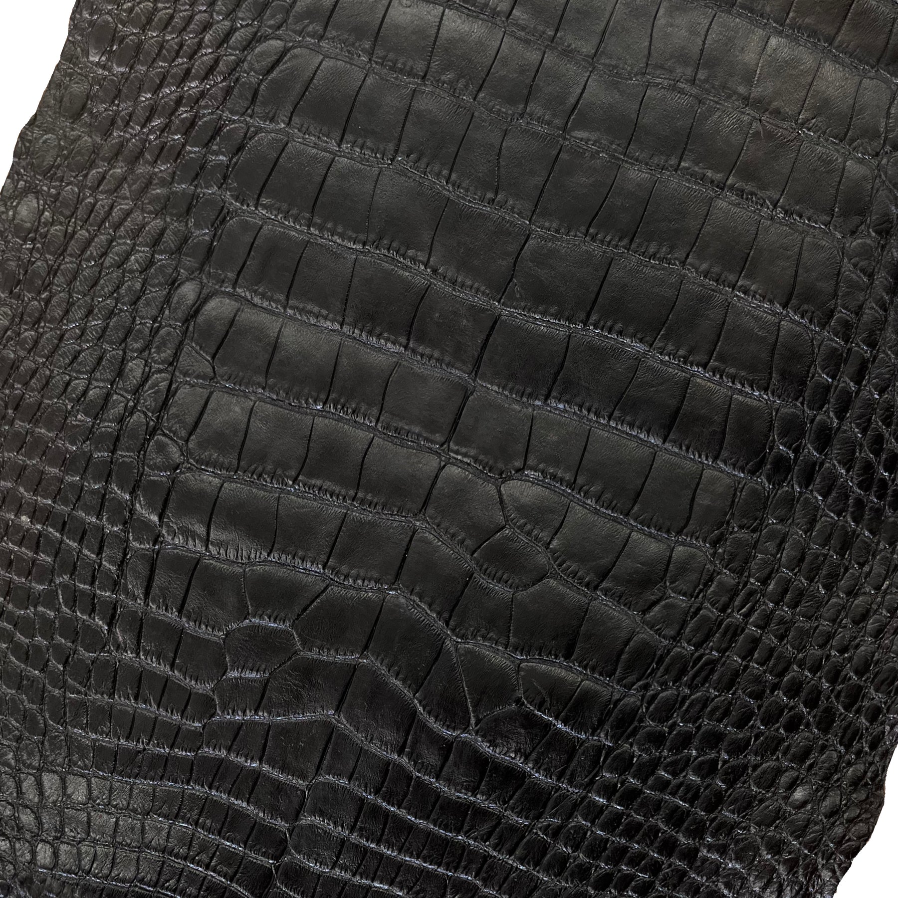Wild American Alligator Semi-Glazed Black | 34 cm