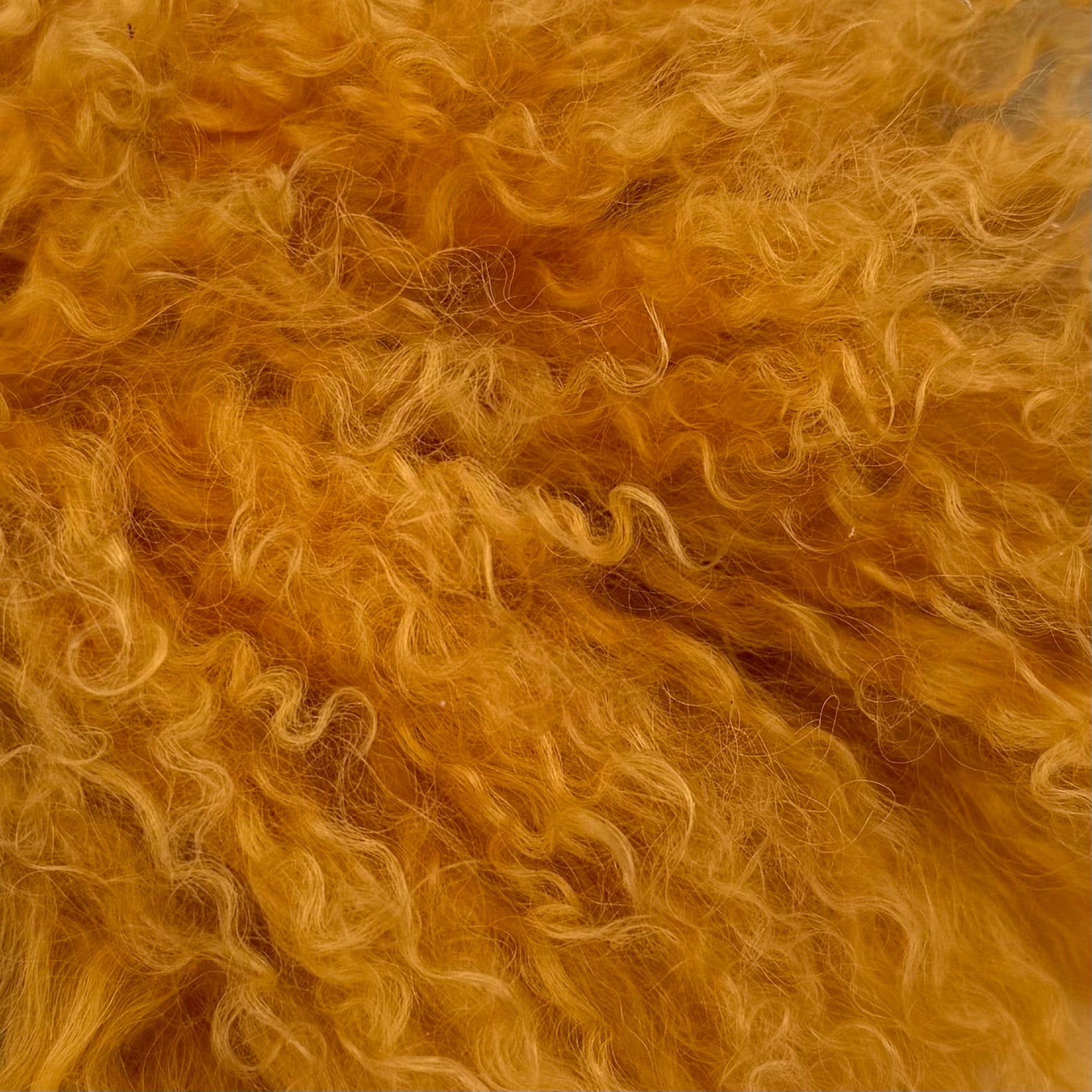 Mongolian Curly Lamb Plate | Ships in 4-5 Days