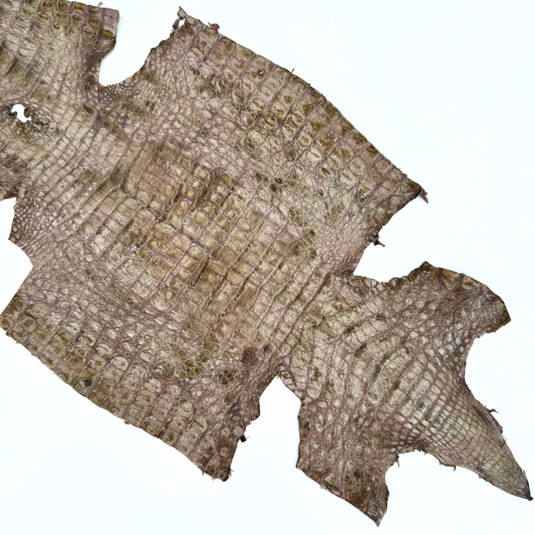 Moss Quartz Caiman crocodile leather hide for fashion accessories and details.