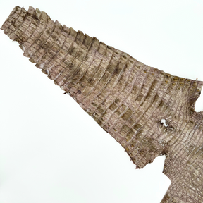 Unique Moss Quartz Caiman crocodile skin for statement leather pieces.