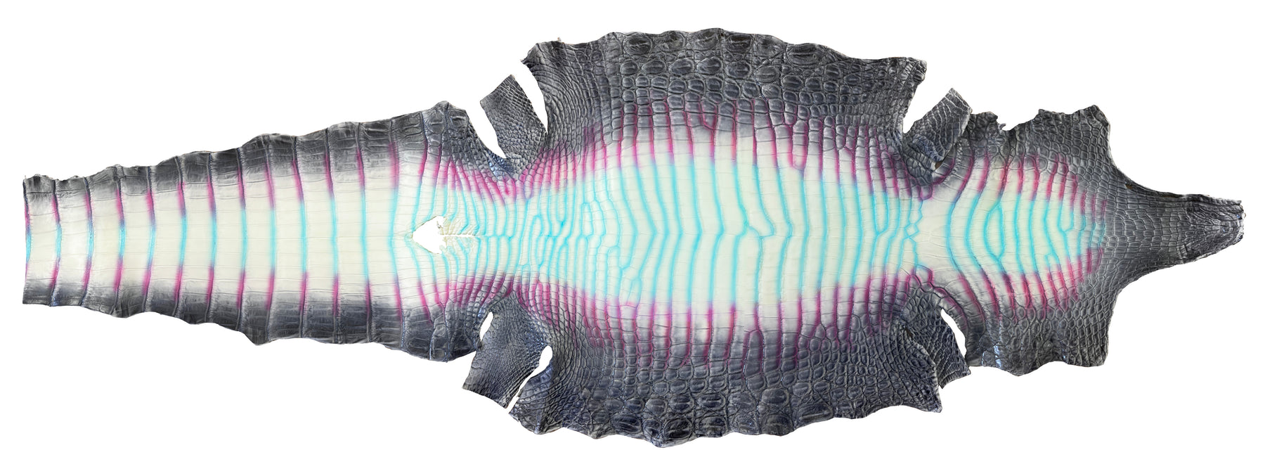American Alligator Nightline | 44 cm | 2-3 week lead time
