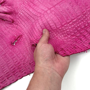 Pink Caiman Crocodile - Only 1 Available! | SALE