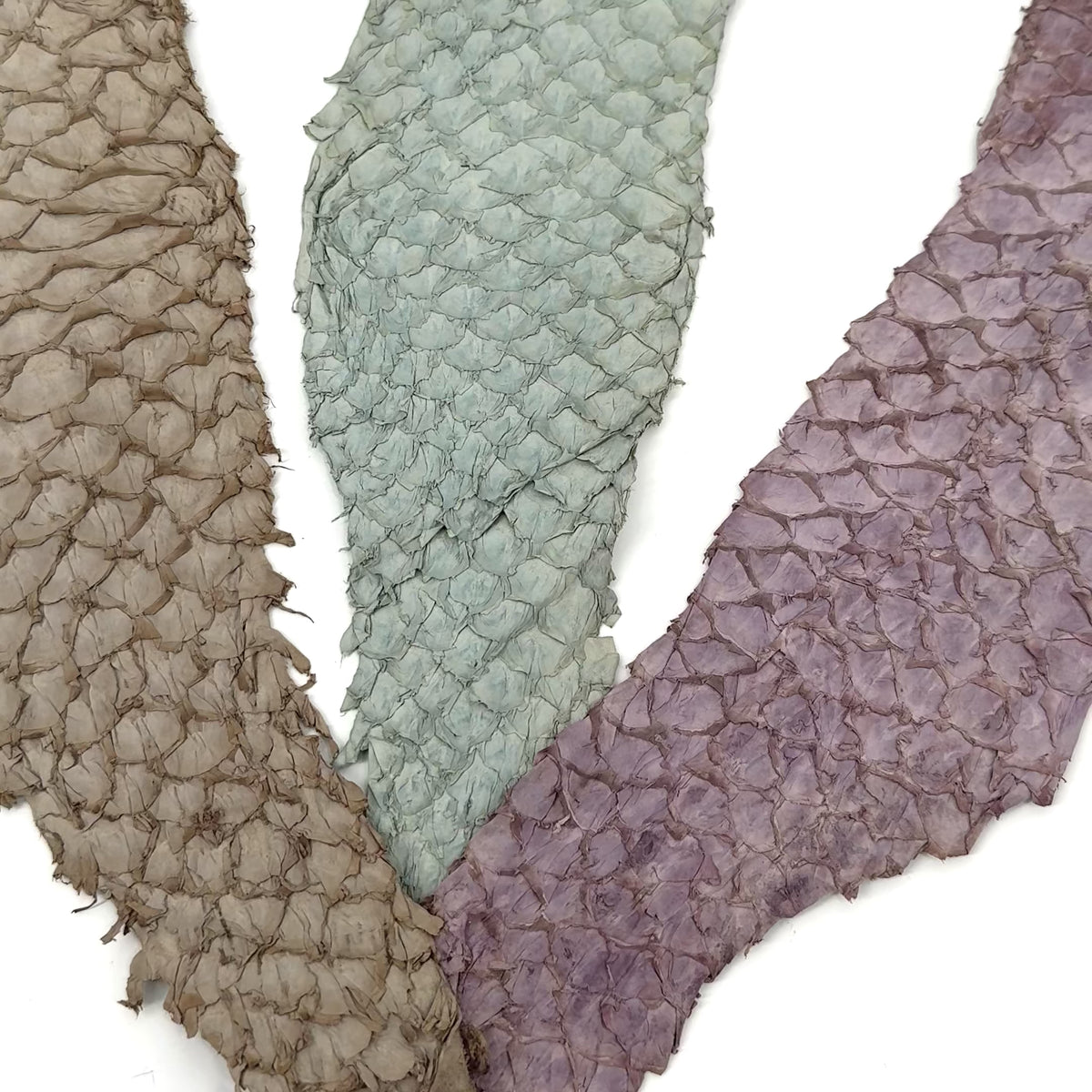 Bundle of 3 Multicolor Pirarucu Tails 6A | SALE