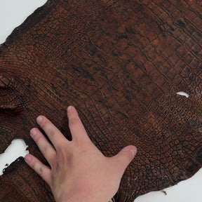 35% OFF | Wild American Alligator Grade 2 - 37 cm - Hand Painted "Walnut" | SALE