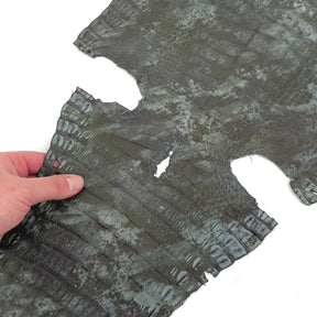 Fury Caiman Crocodile | SALE