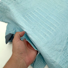 Sky Blue Caiman Crocodile - Only 1 Available! | SALE