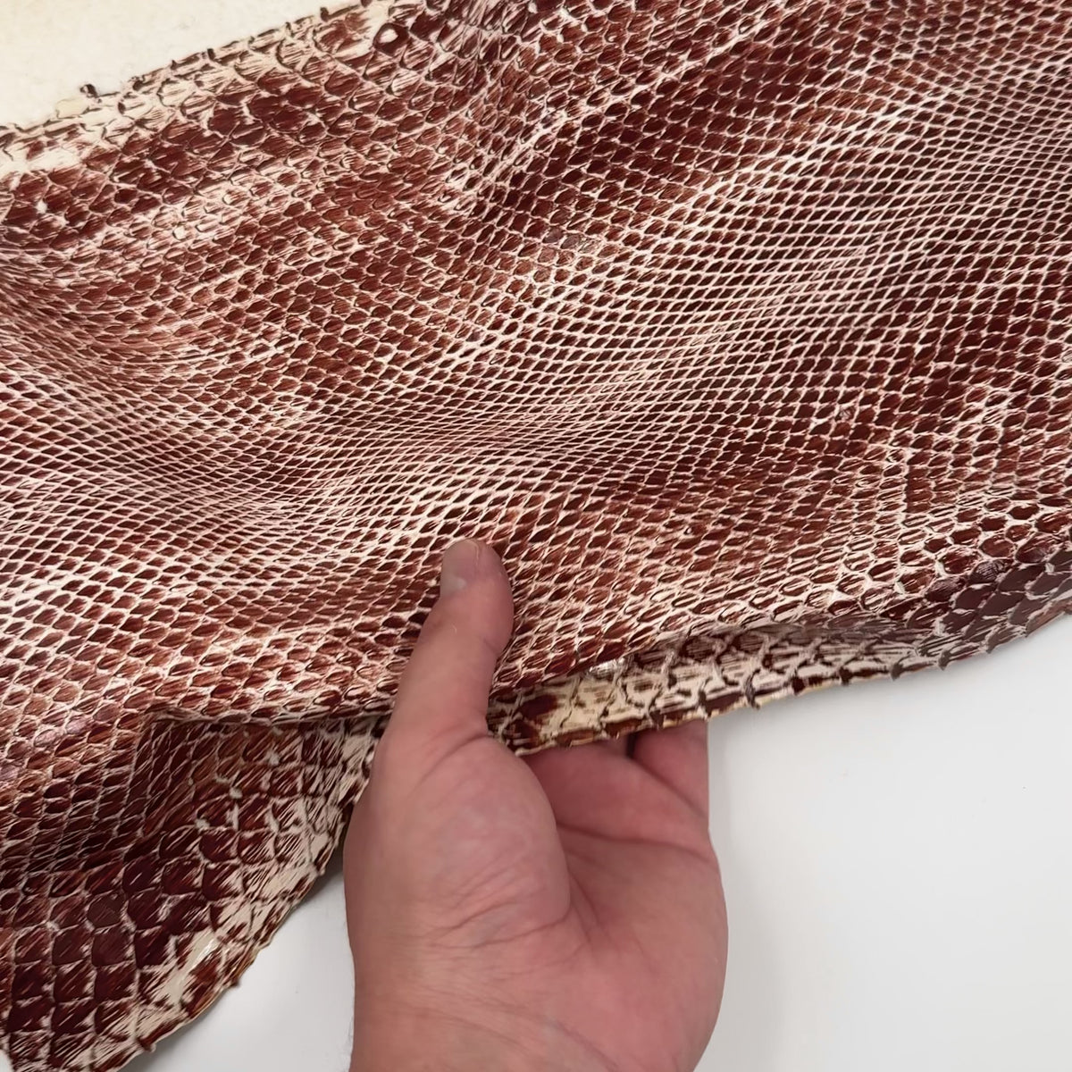 Cinnamon Glazed Python Long Tail | ONLY 2 AVAILABLE | Sale