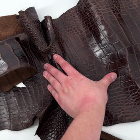 Wild American Alligator in Brown | 31 cm
