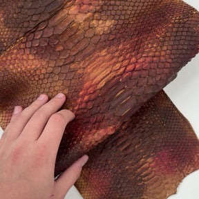 Autumn Leaf Short Tail Python | Only 5 available | Sale