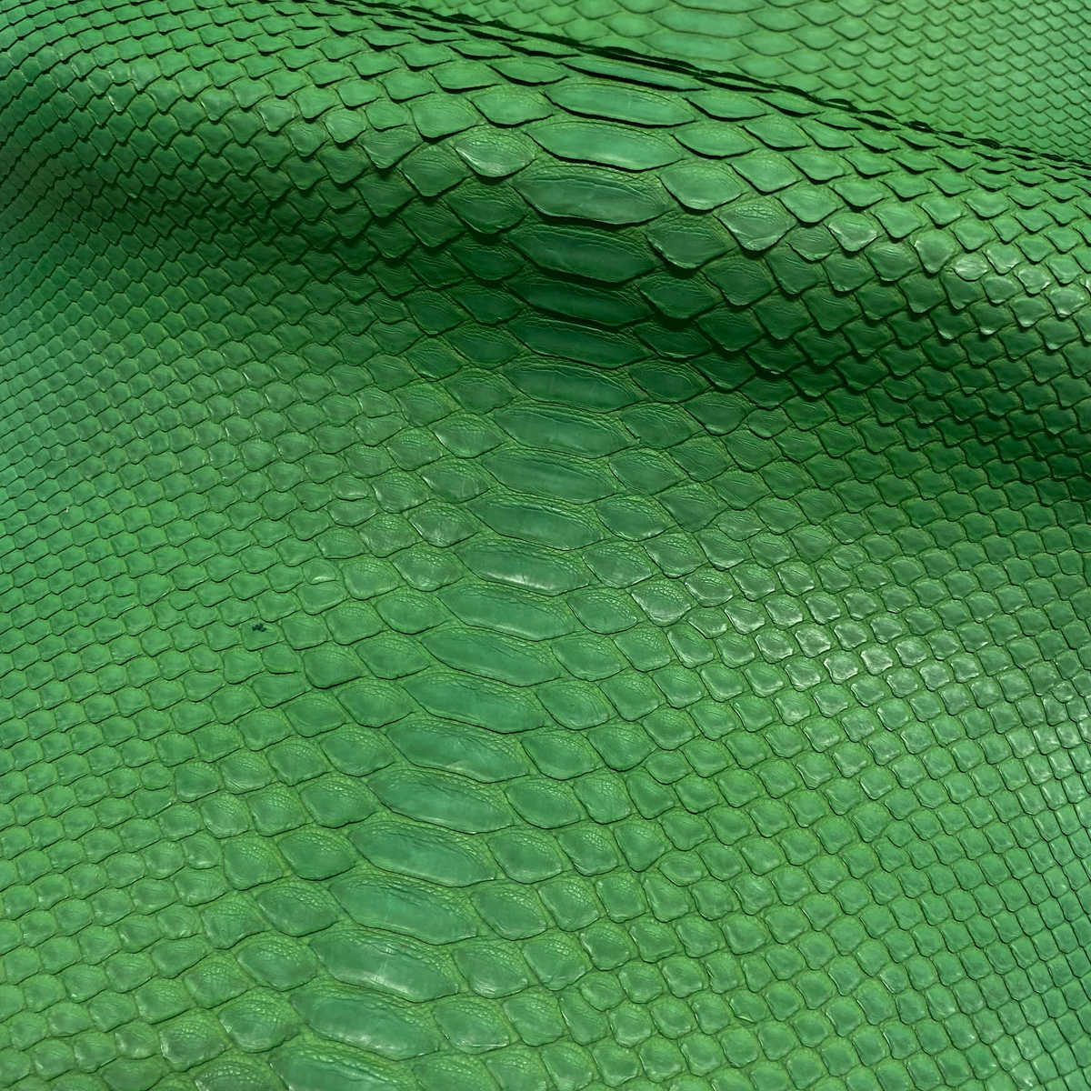 Python Matte | Green | Short Tail Back Cut