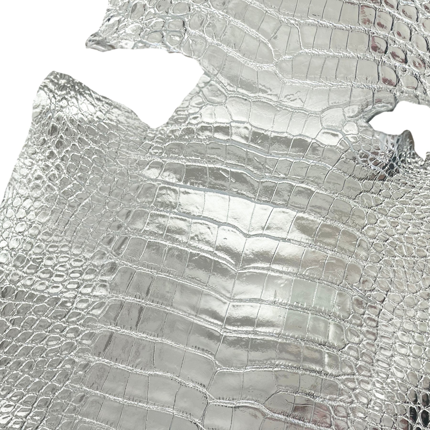 American Alligator Silver Glazed | 38 cm