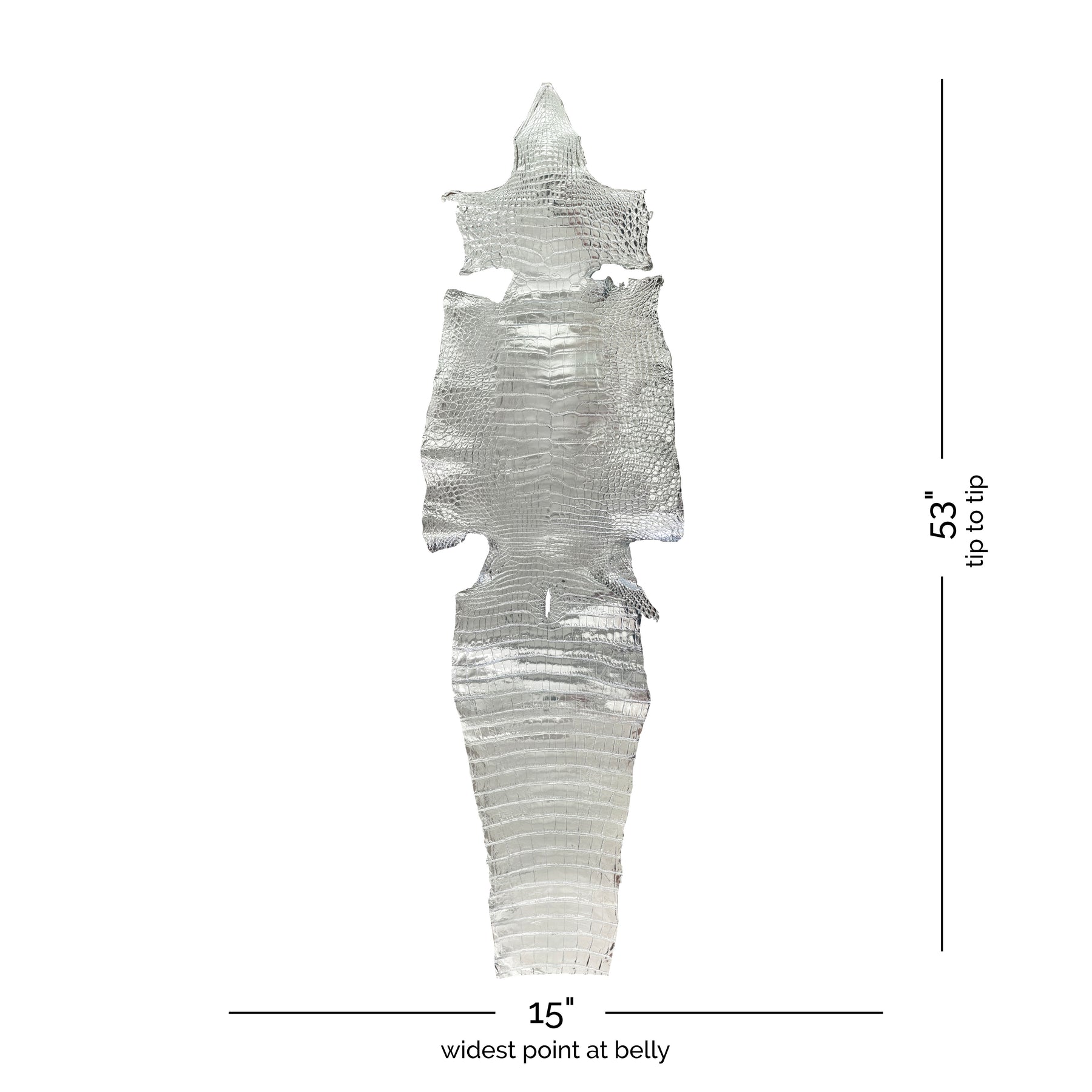 American Alligator Silver Glazed | 38 cm