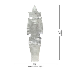 American Alligator Silver Glazed | 38 cm