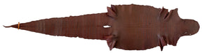 Wild American Alligator Warm Brown | 57 cm