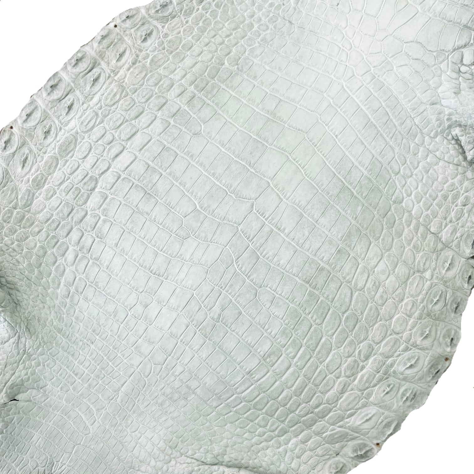Nile Crocodile | 25-30 cm