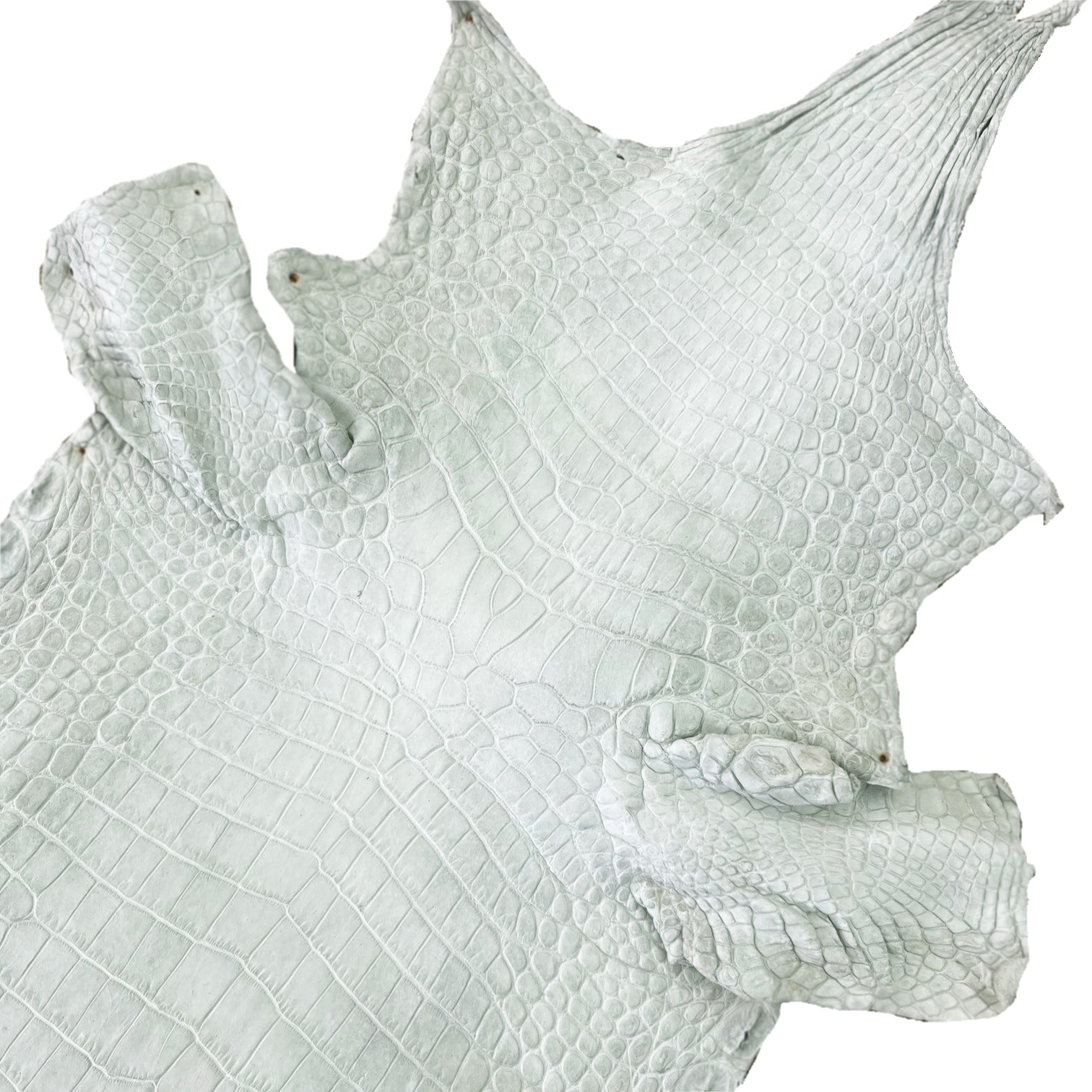 Nile Crocodile | 25-30 cm