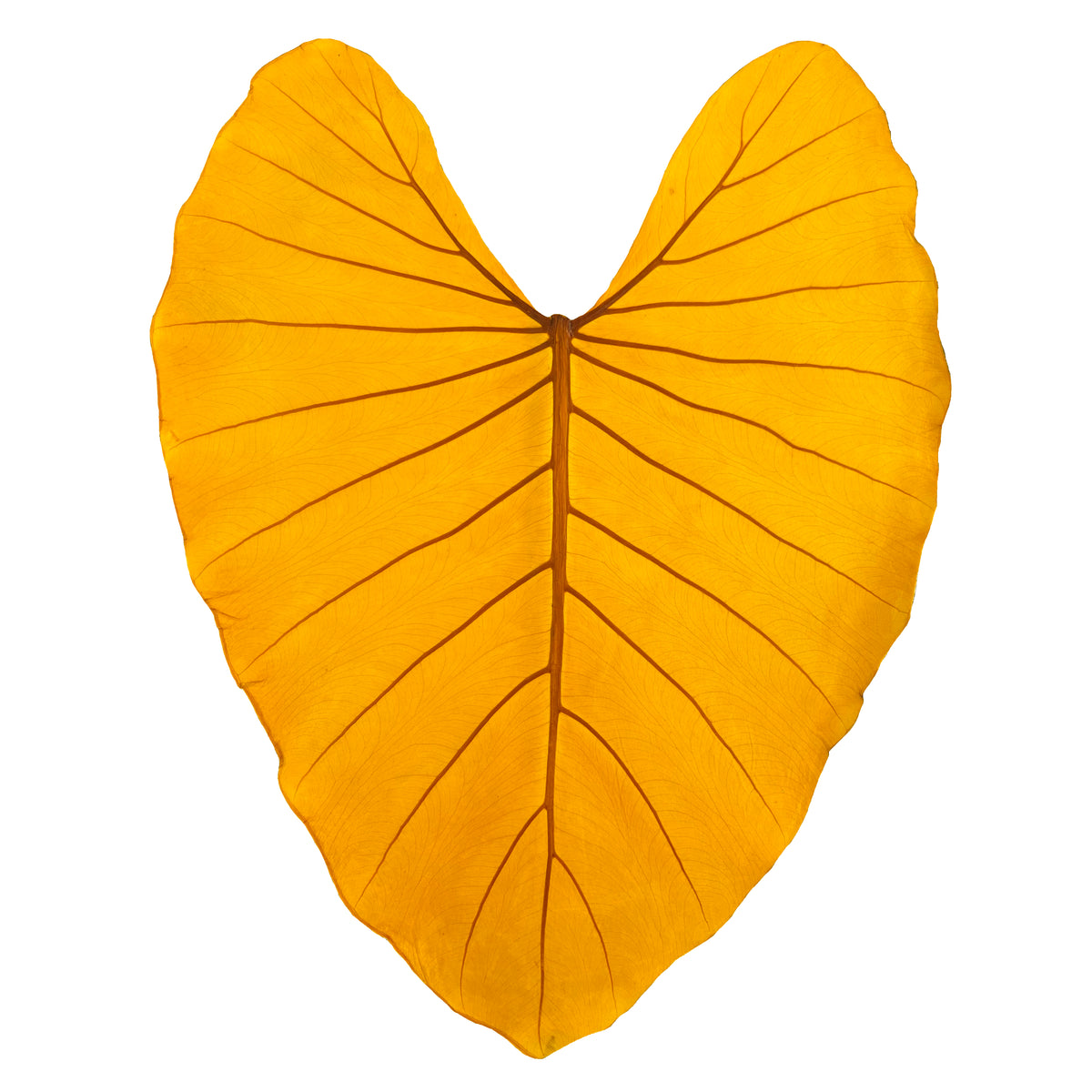 Leaf Leather | Yellow
