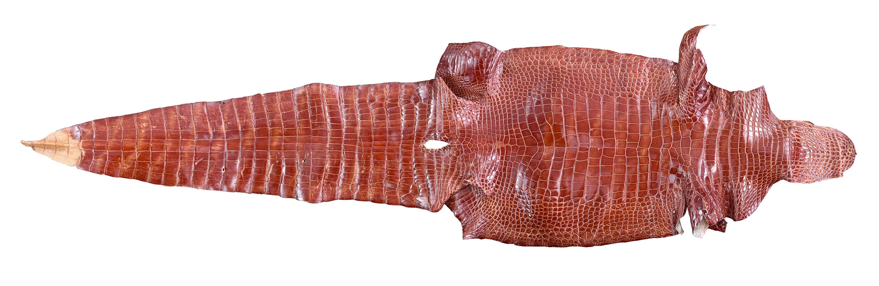 Glazed Wild American Alligator Cognac | 45 cm