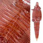 Glazed Wild American Alligator Cognac | 45 cm