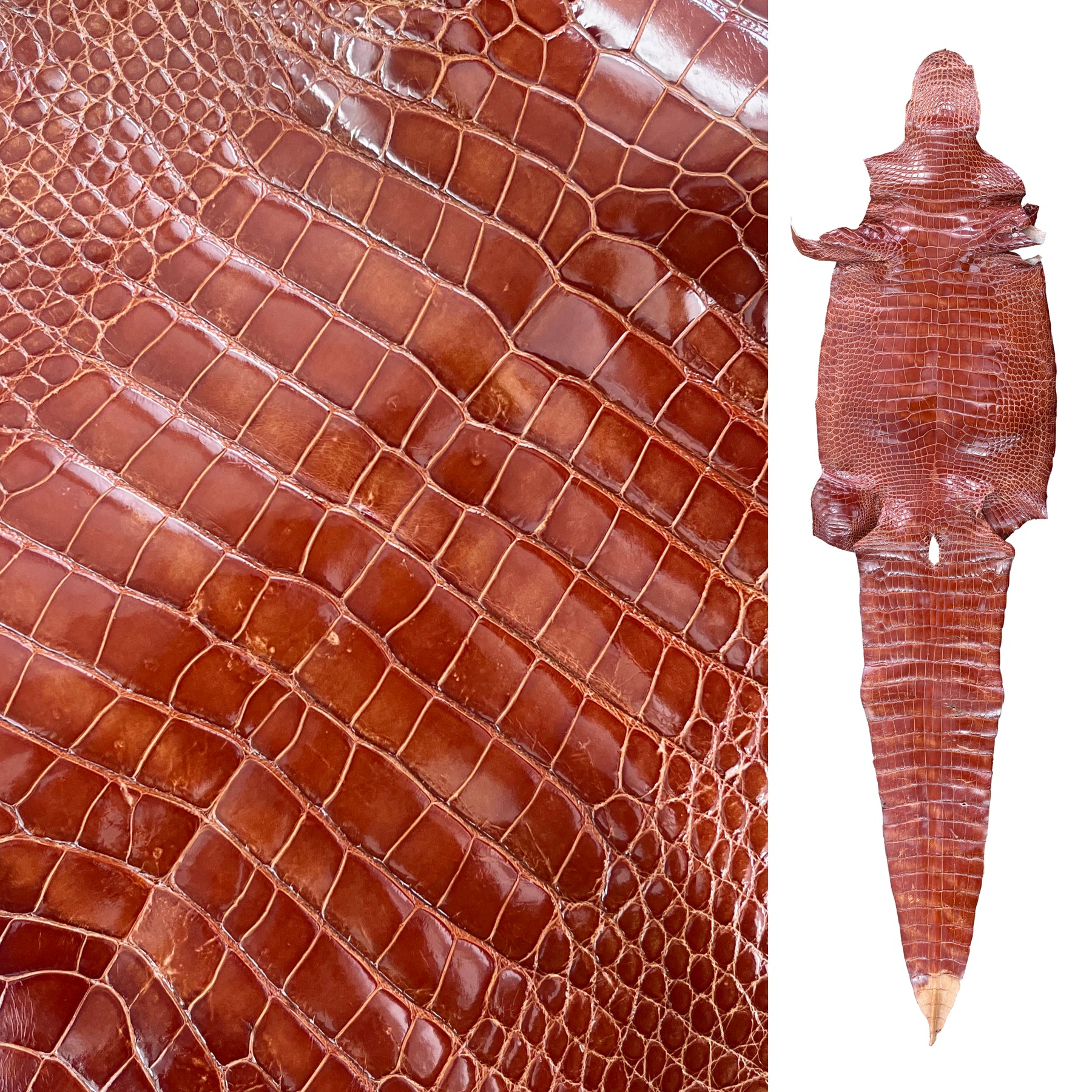 Glazed Wild American Alligator Cognac | 45 cm