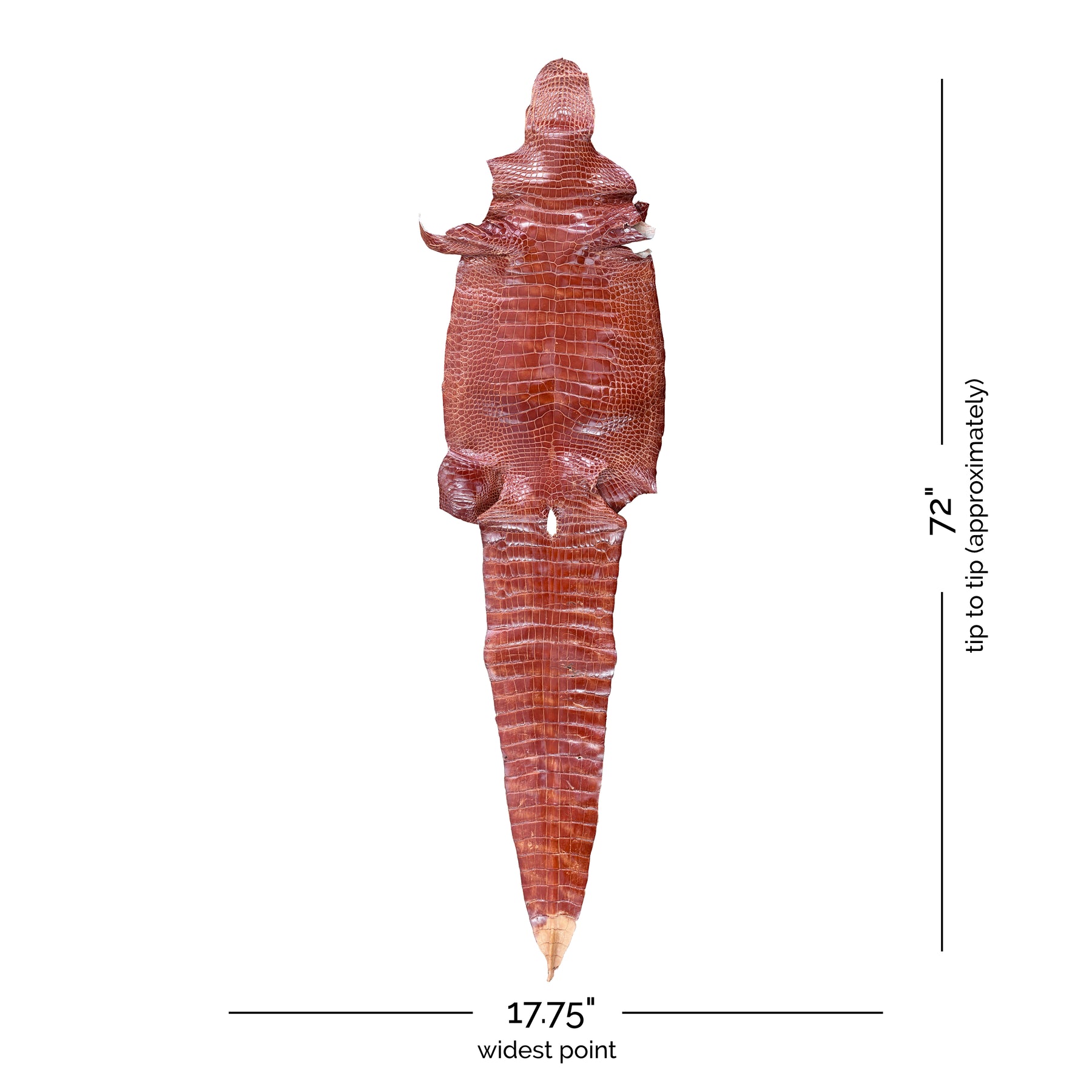 Glazed Wild American Alligator Cognac | 45 cm