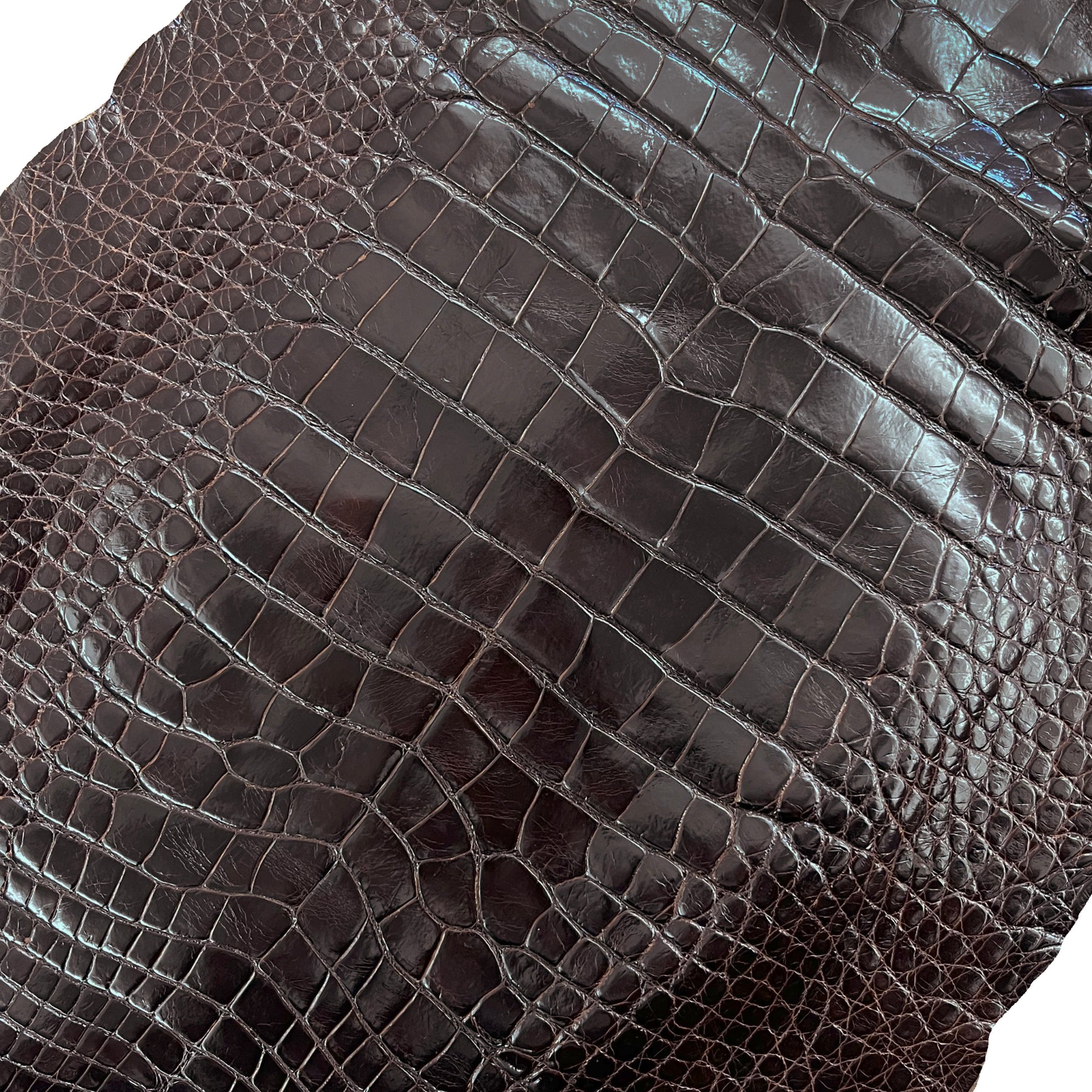 Glazed Wild American Alligator Dark Brown | 44 cm