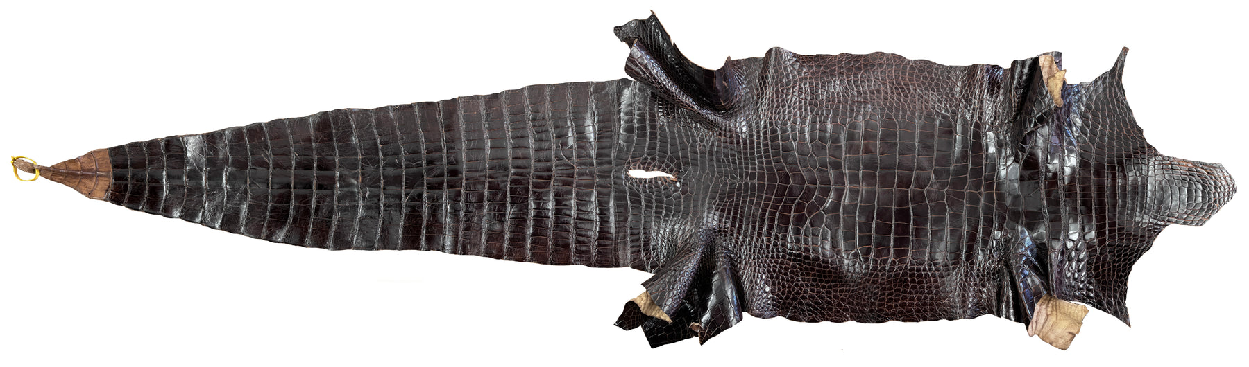 Glazed Wild American Alligator Dark Brown | 44 cm