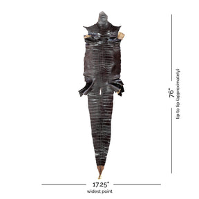 Glazed Wild American Alligator Dark Brown | 44 cm