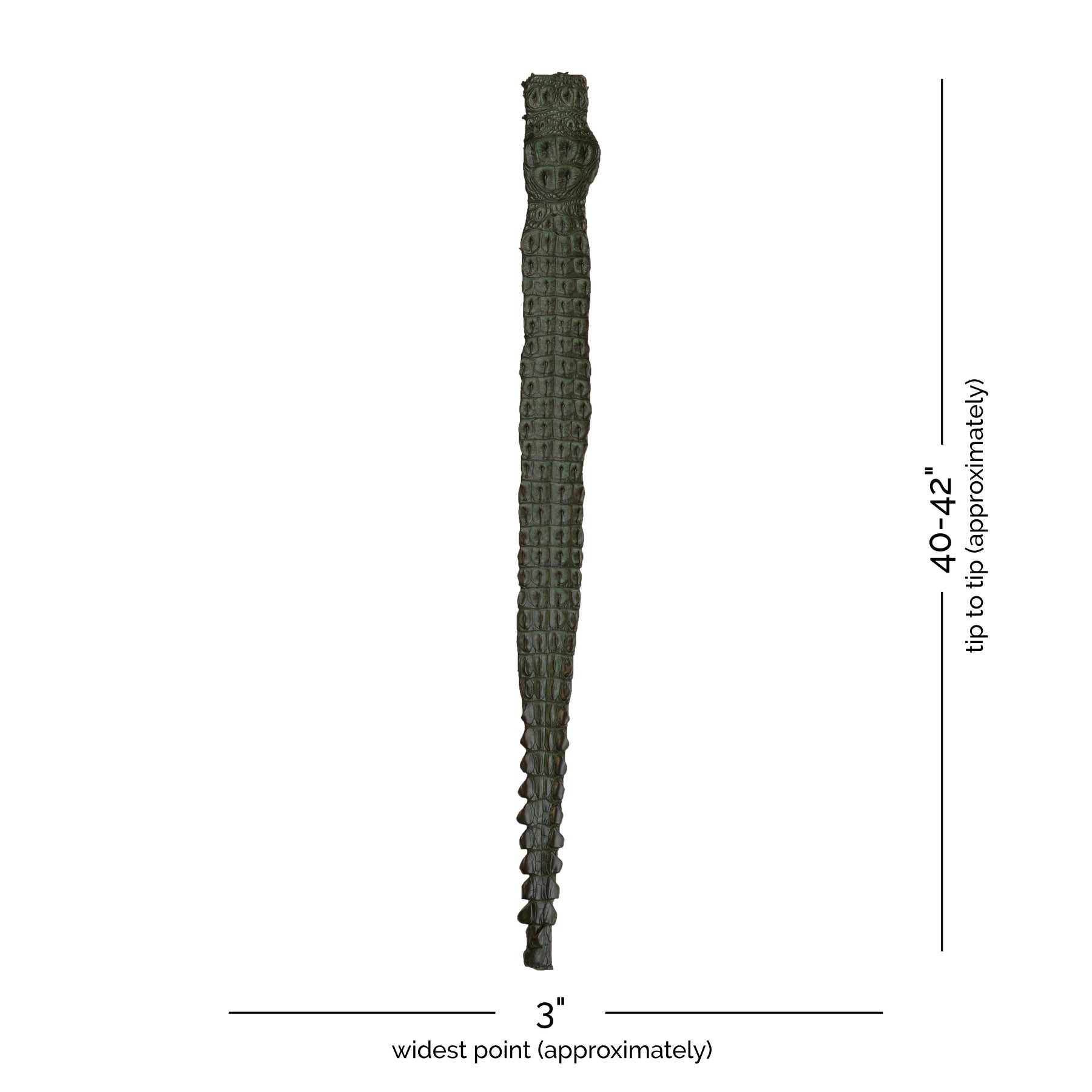 Crocodile Back Strap Leather (40-42" x 3") | Forest Green