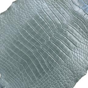 Wild American Alligator Grey | 41 cm
