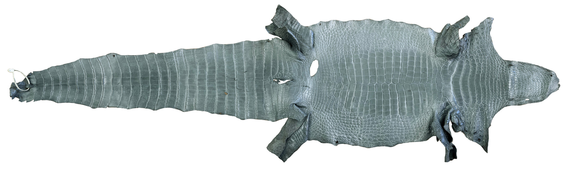 Wild American Alligator Grey | 41 cm
