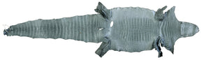 Wild American Alligator Grey | 41 cm