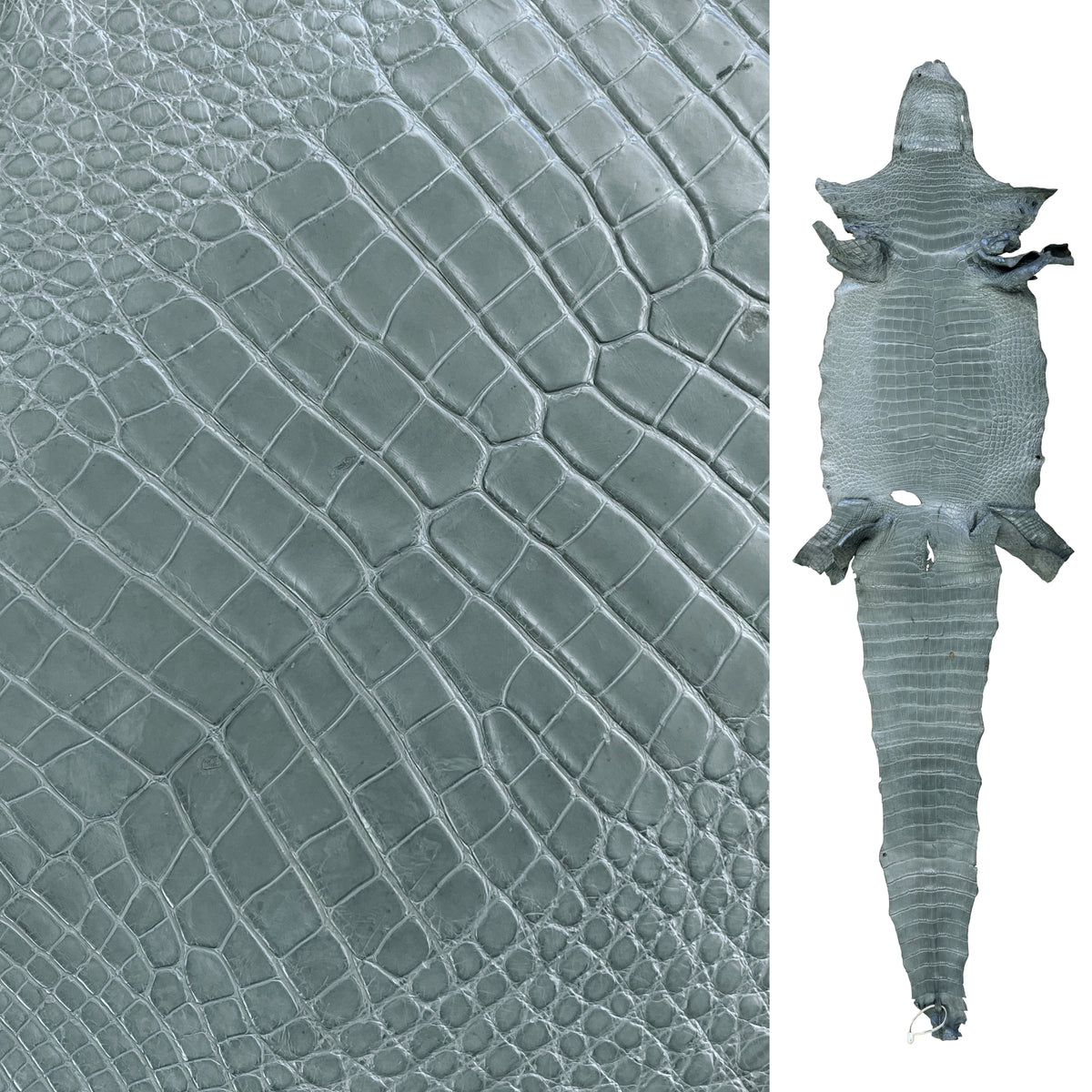 Wild American Alligator Grey | 41 cm