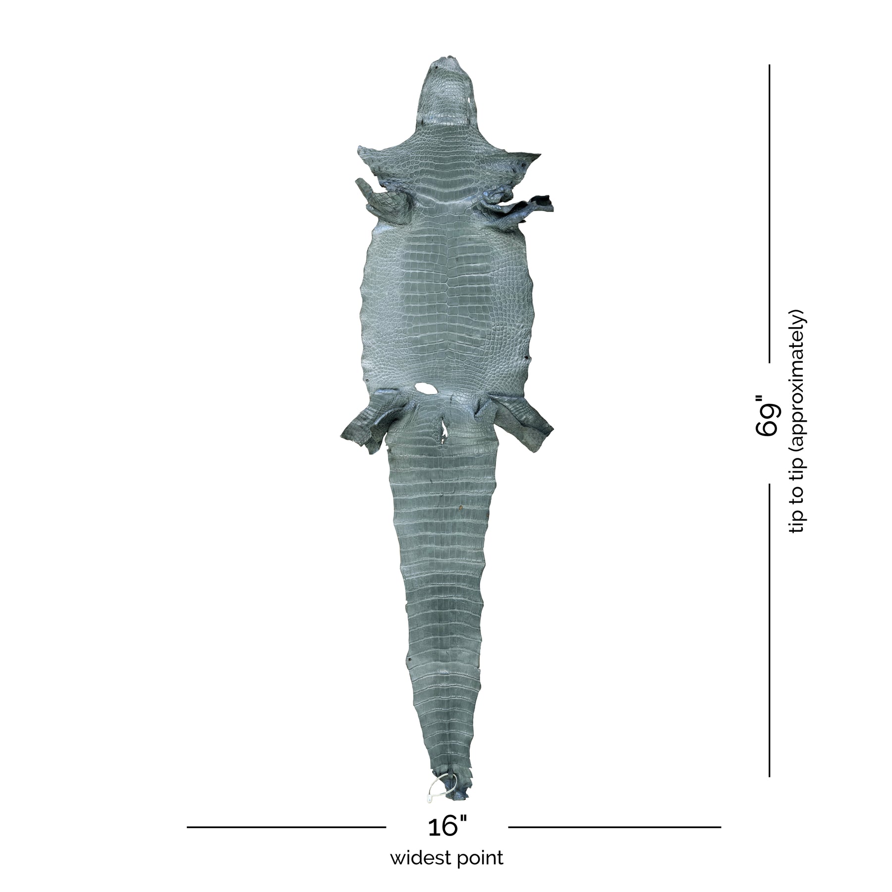 Wild American Alligator Grey | 41 cm