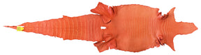 Wild American Alligator Orange | 43 cm